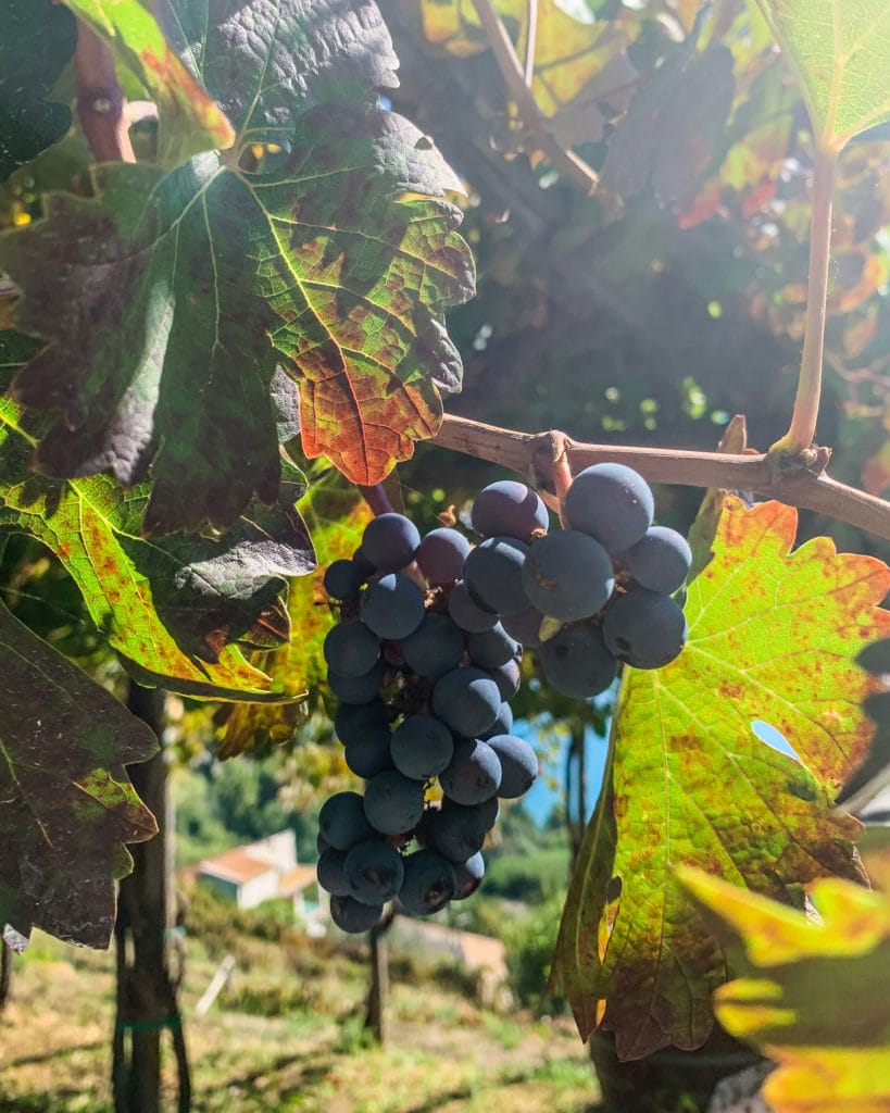 purple grapes hanging on the vine, illuminated by the sun. taken at an organic winery on the Amalfi Coast.